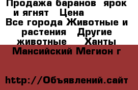 Продажа баранов, ярок и ягнят › Цена ­ 3 500 - Все города Животные и растения » Другие животные   . Ханты-Мансийский,Мегион г.